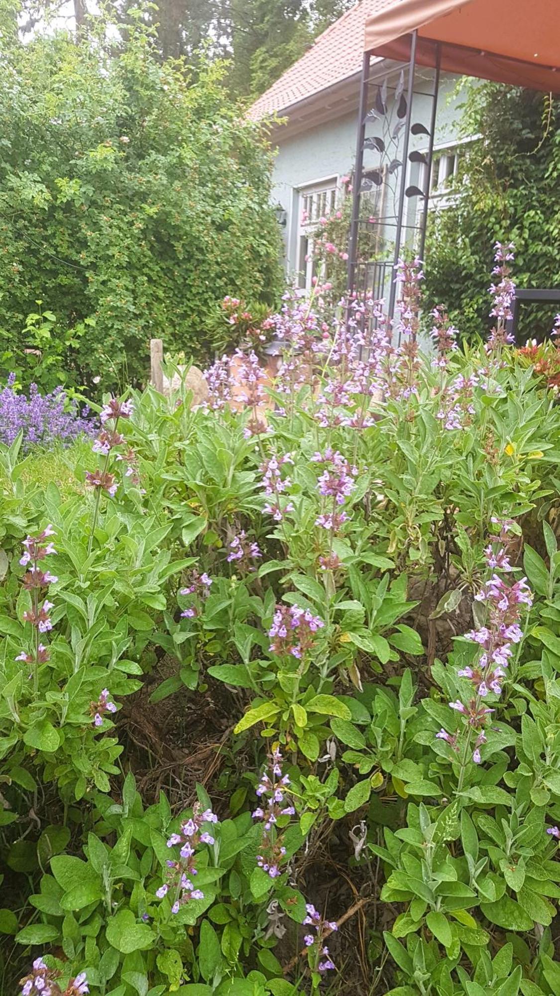 Gremersdorf-Buchholz Ferienhaus Salvia מראה חיצוני תמונה